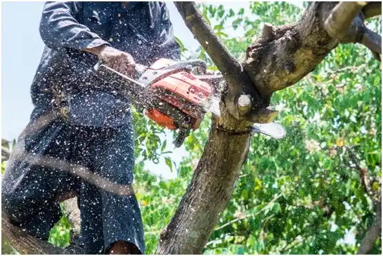 tree services Irwin